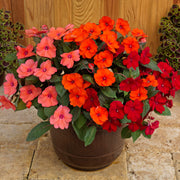 Impatiens, SunPatiens® 3-N-1 Summer Salsa Mix - 4" Pot