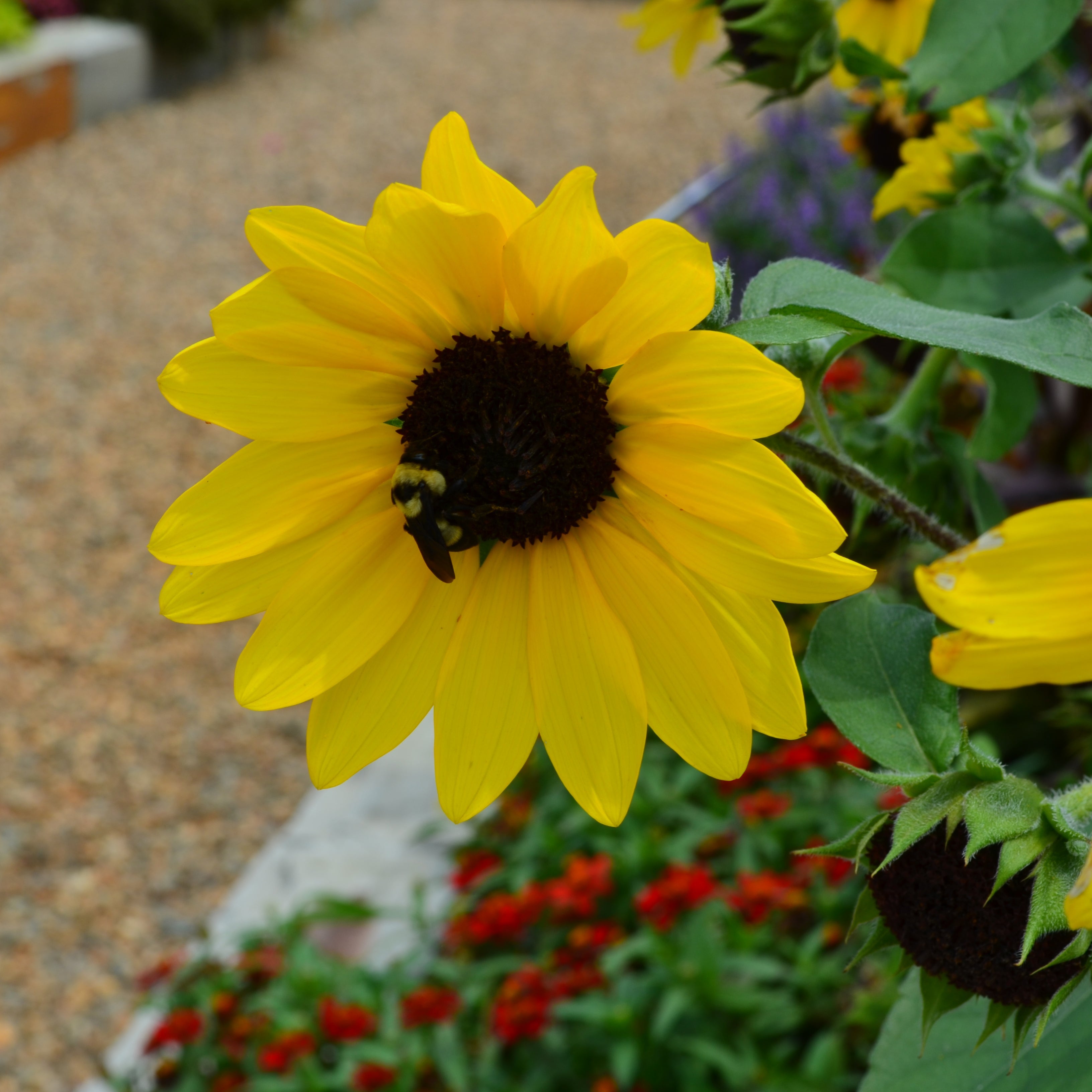 Sunfinity® Yellow Sunflower - 1 Gallon Pot