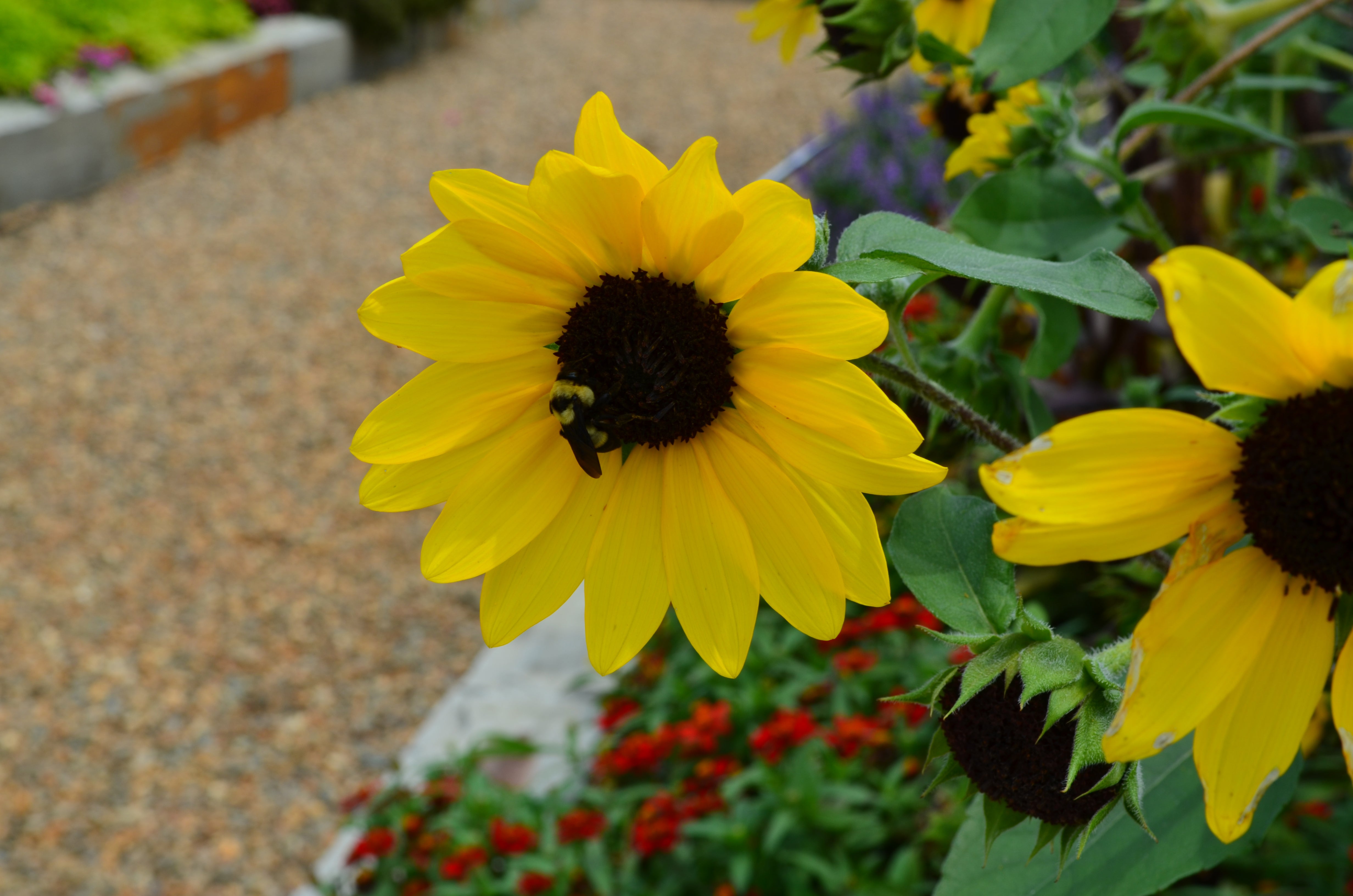 Sunfinity® Yellow Sunflower - 1 Gallon Pot, SPRING PREORDER