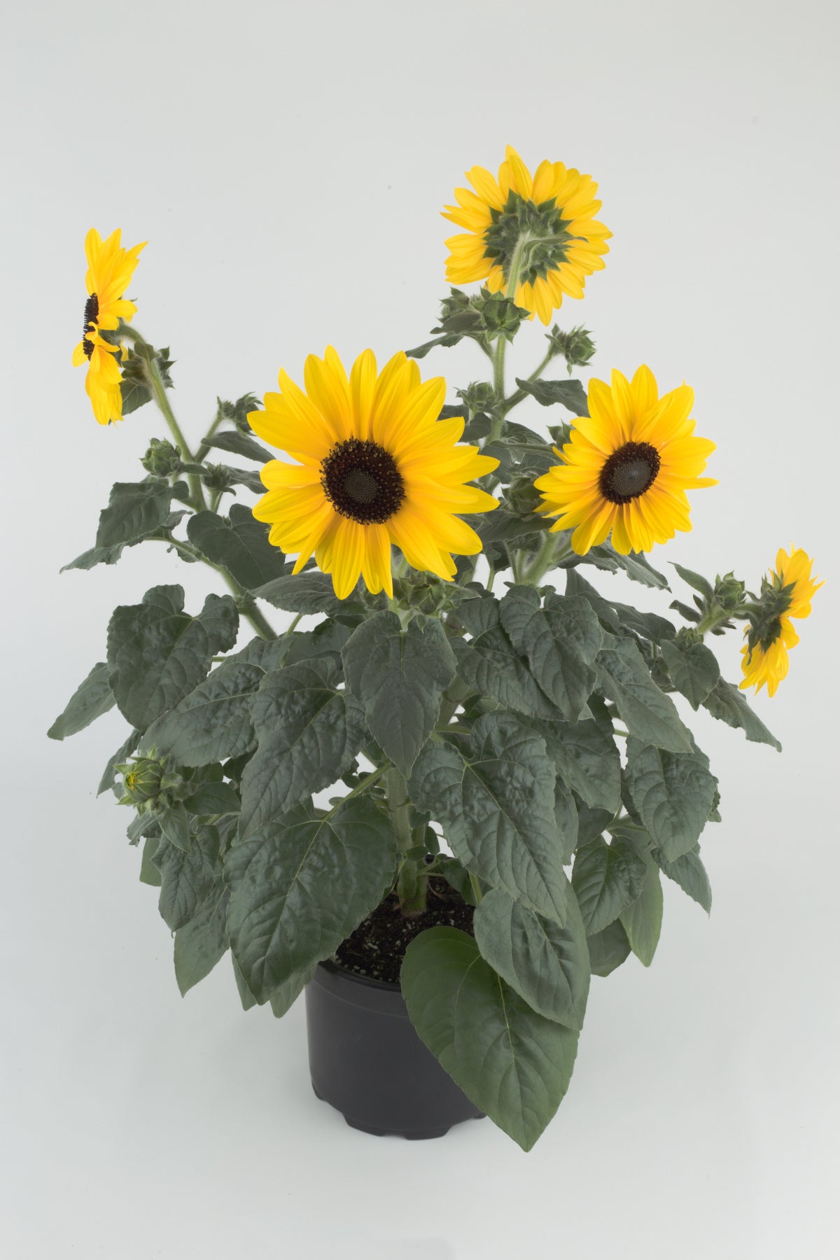 Sunfinity® Yellow Sunflower - 1 Gallon Pot, SPRING PREORDER