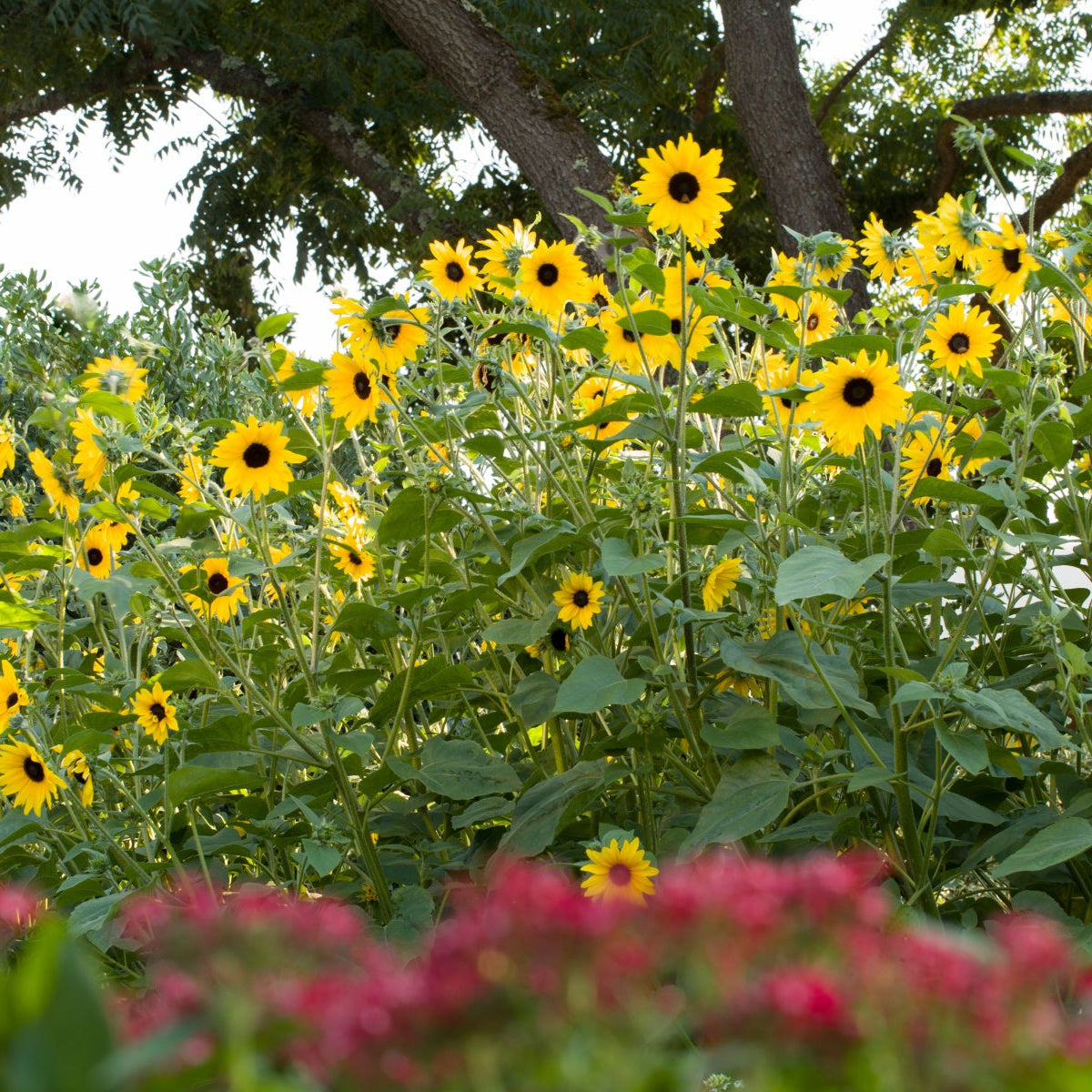 Sunfinity® Yellow Sunflower - 1 Gallon Pot