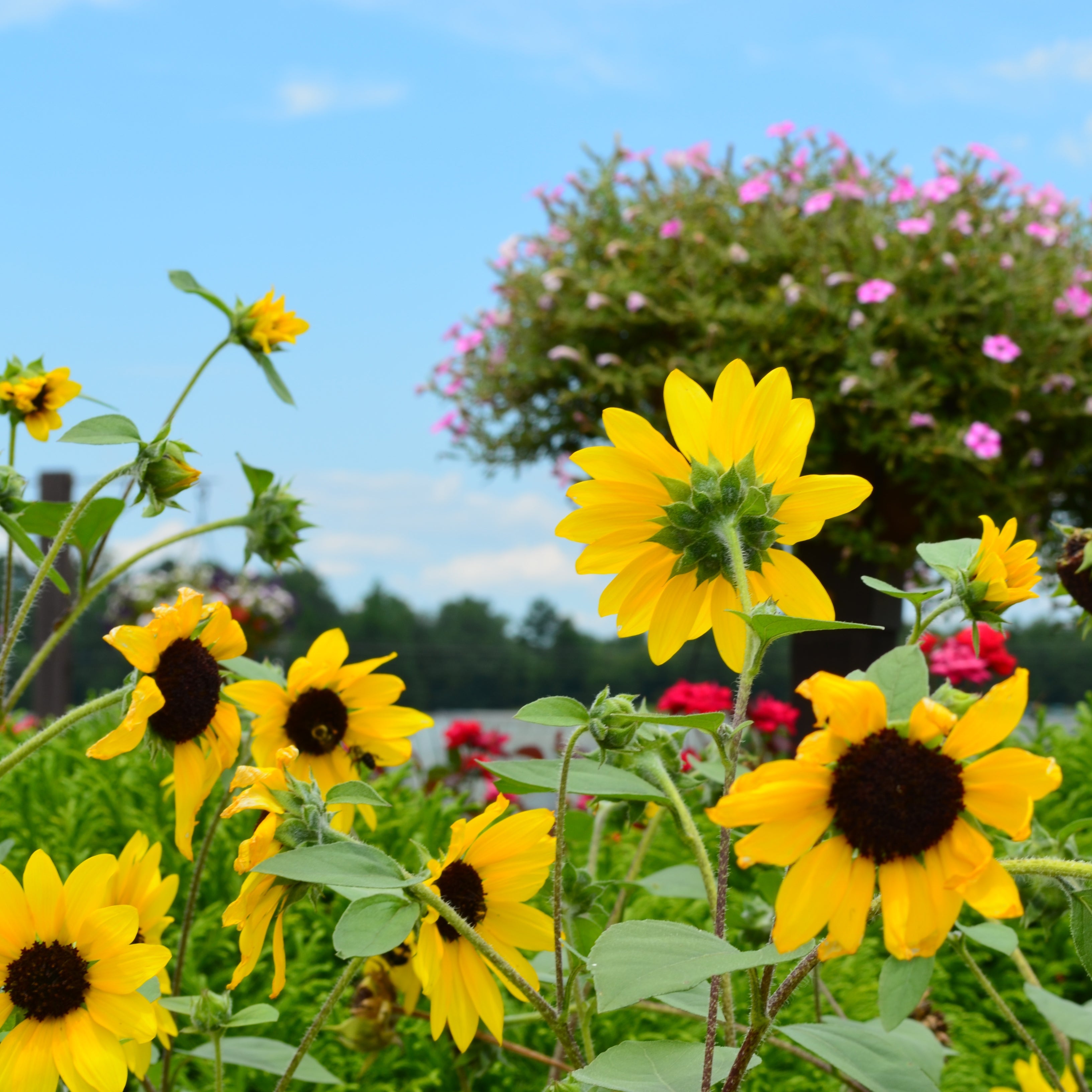 Sunfinity® Yellow Sunflower - 1 Gallon Pot