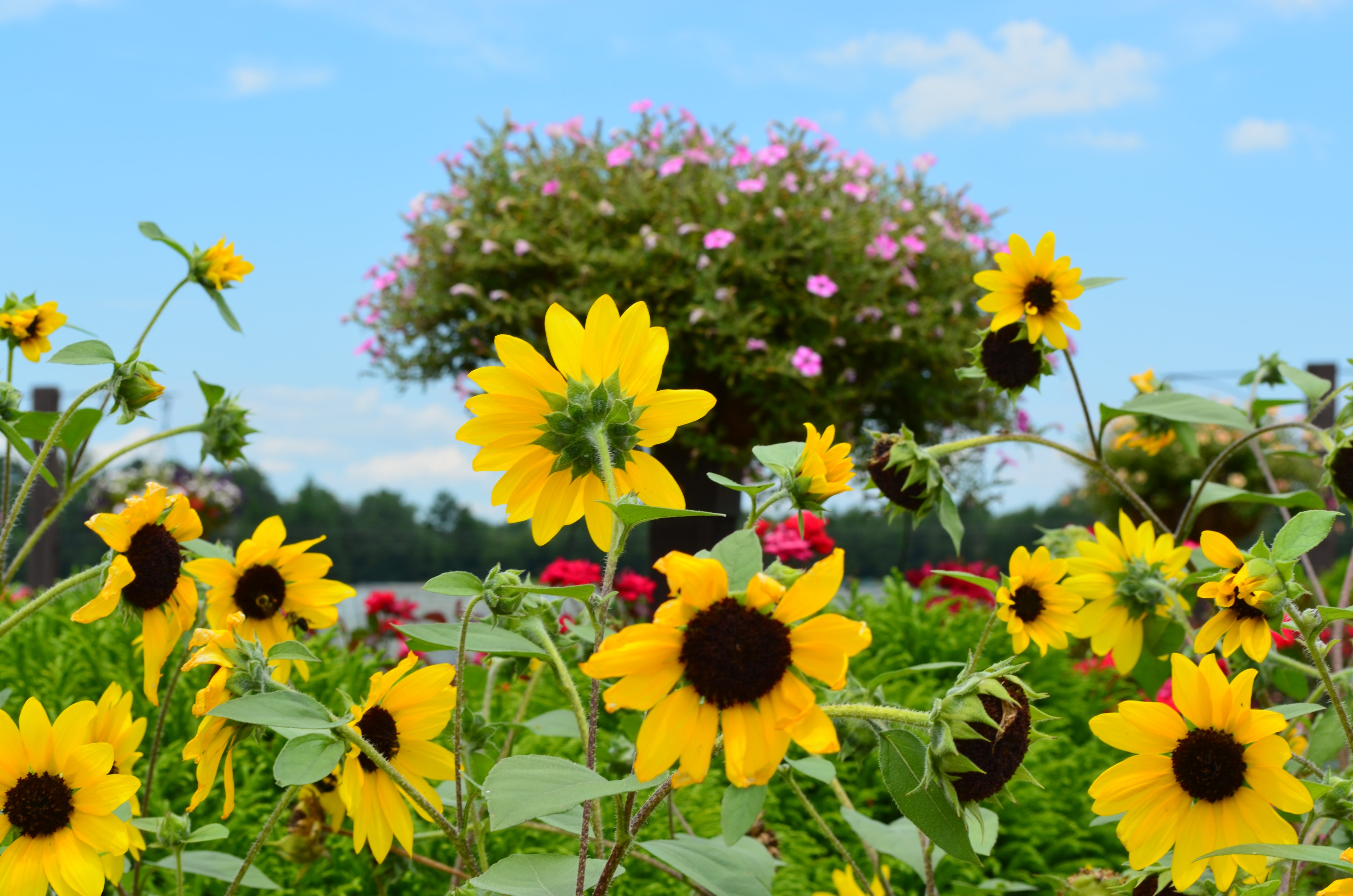 Sunfinity® Yellow Sunflower - 1 Gallon Pot, SPRING PREORDER