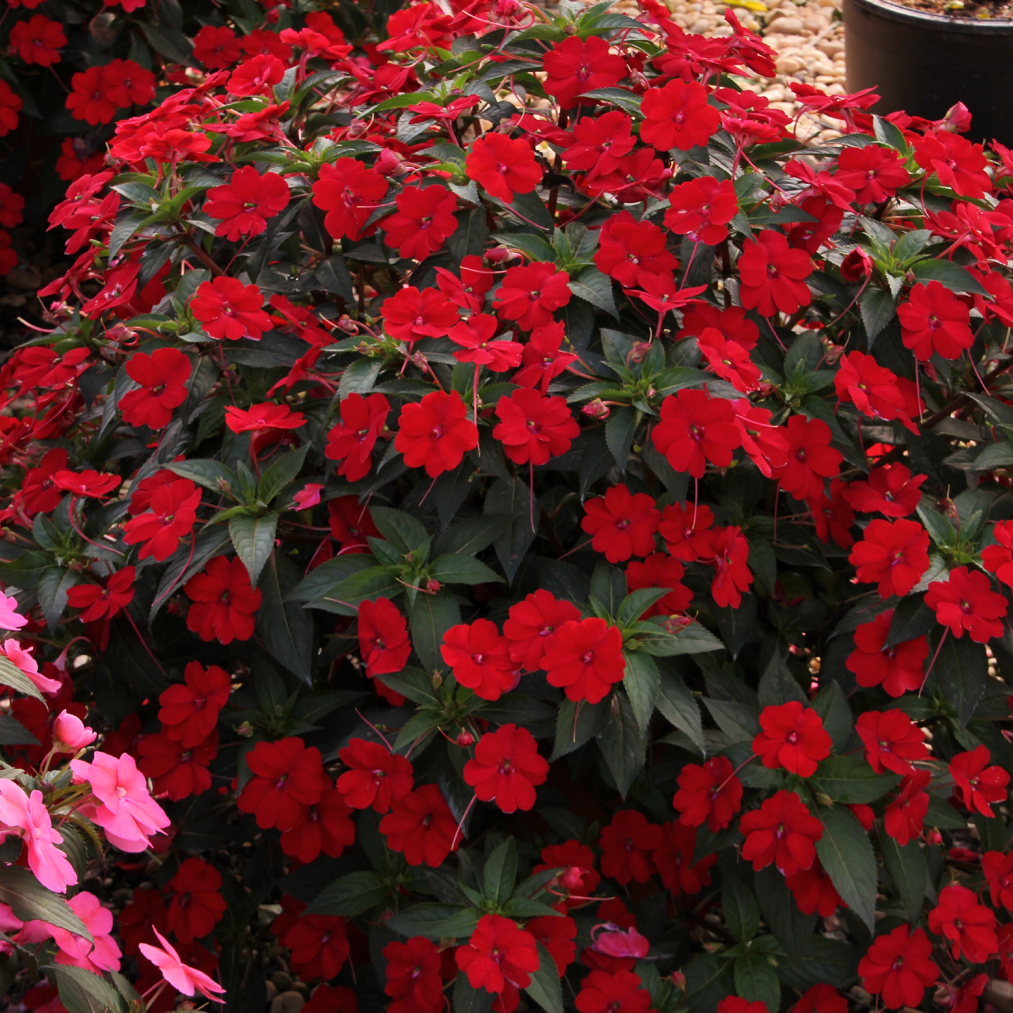 Impatiens SunPatiens® Compact Red - 3.25" Pot (PICK UP ONLY)