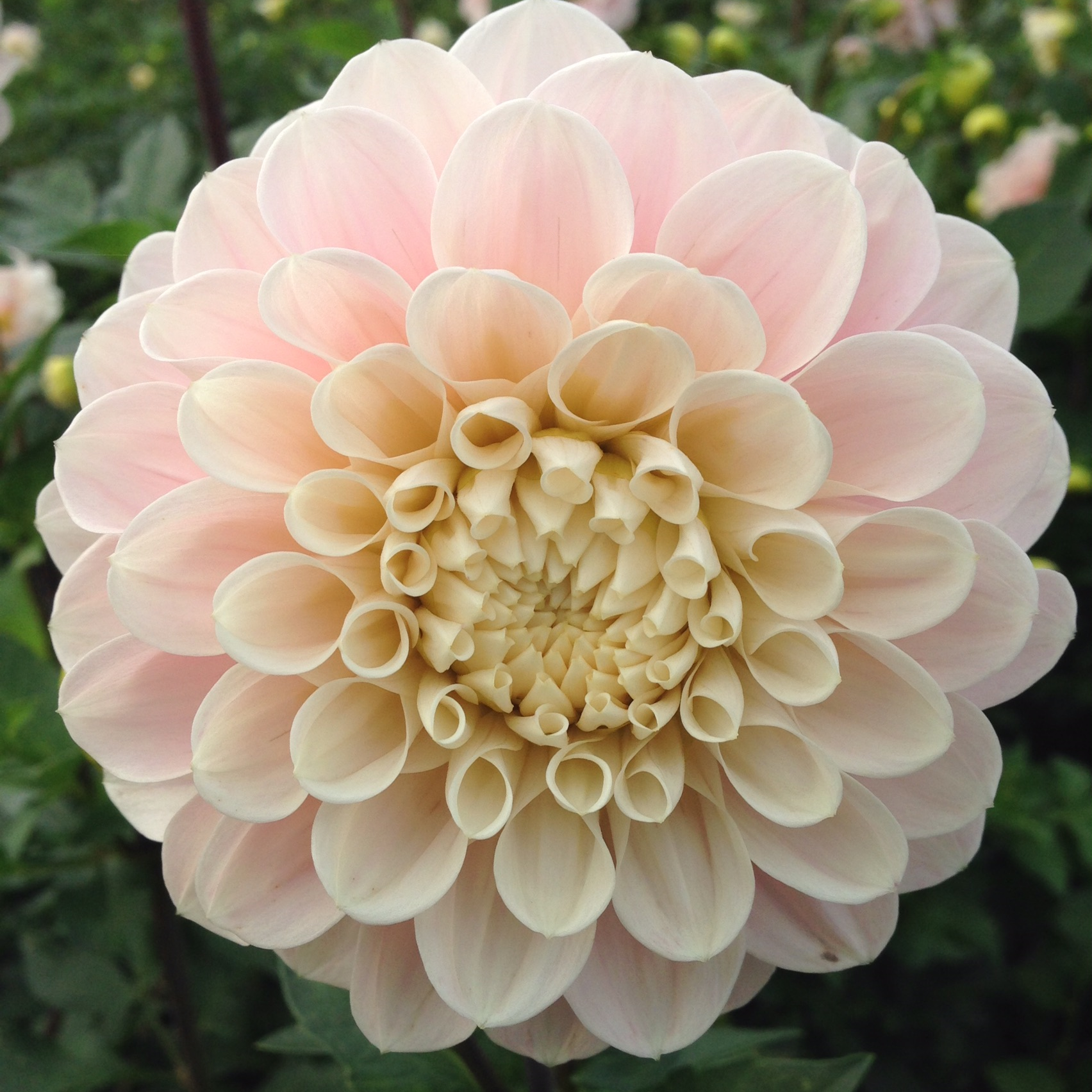 Dahlia, 'Sweet Nathalie' Bareroot - 6 Piece
