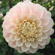 Dahlia, 'Sweet Nathalie' Bareroot - 6 Piece