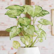 Syngonium 'White Butterfly' - 4" Pot