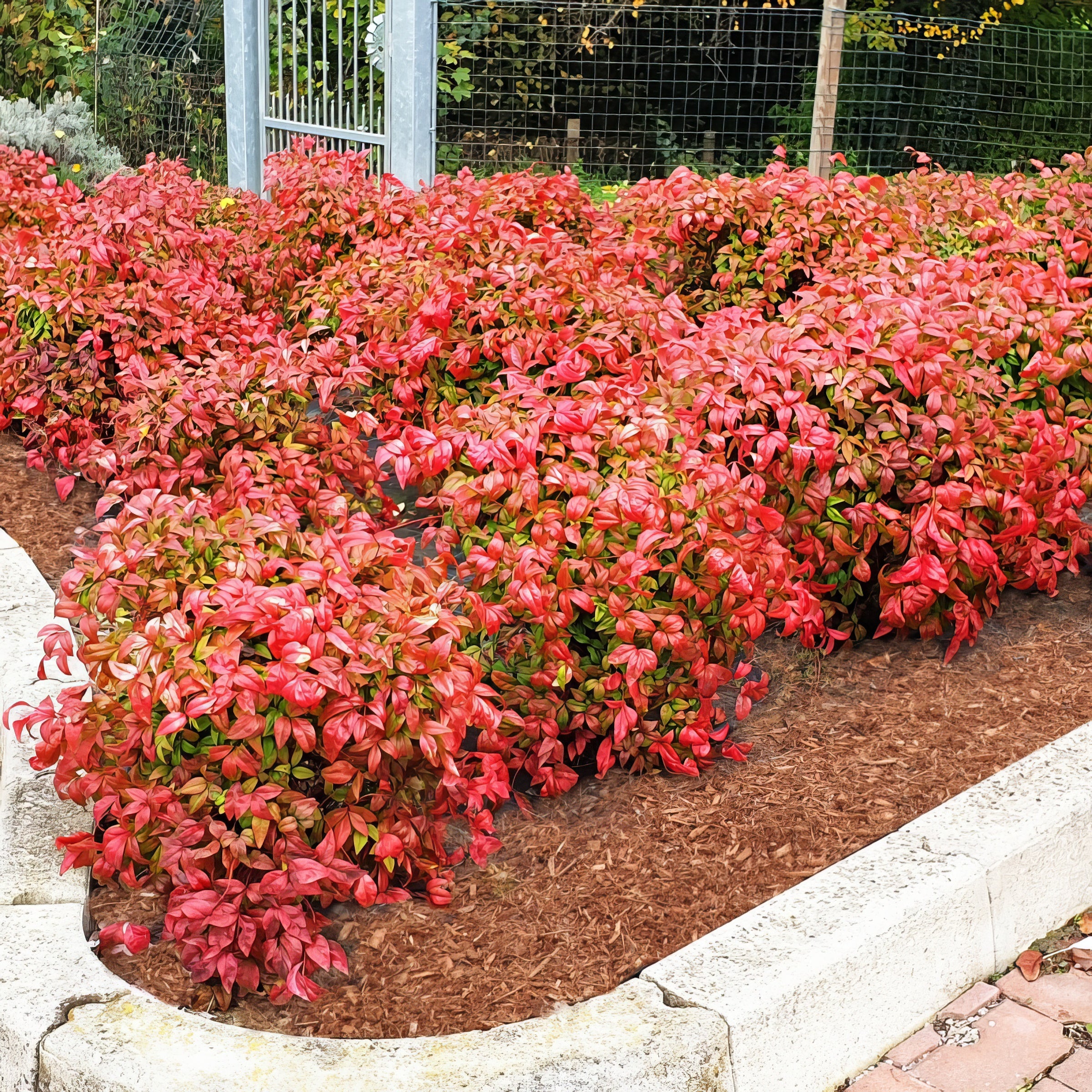 Nandina 'Fire Power' Heavenly Bamboo - 3 Gallon Pot