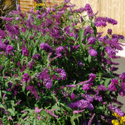Buddleia 'Nanho Purple' Flowering Shrub With Purple Blooms - 1G Pot