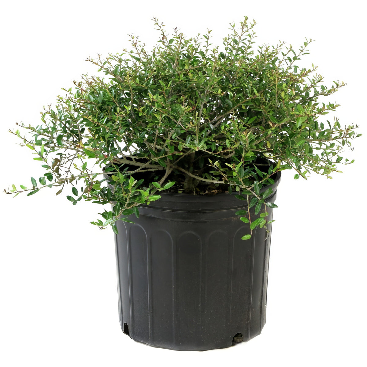 Ilex, Holly 'Dwarf Yaupon'- 3 Gallon Pot (NOVEMBER PICK UP SALE)