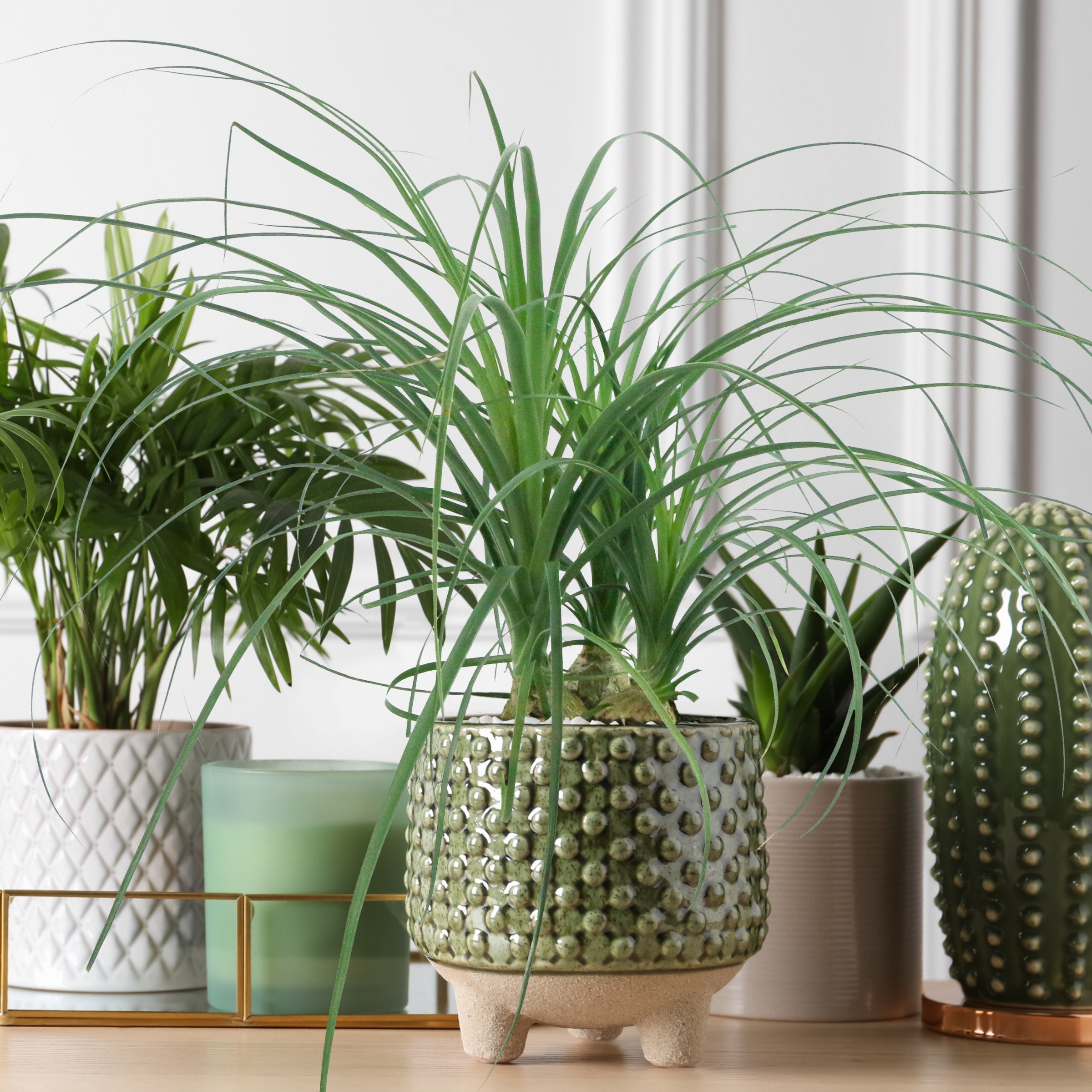 Cottage Farms Direct