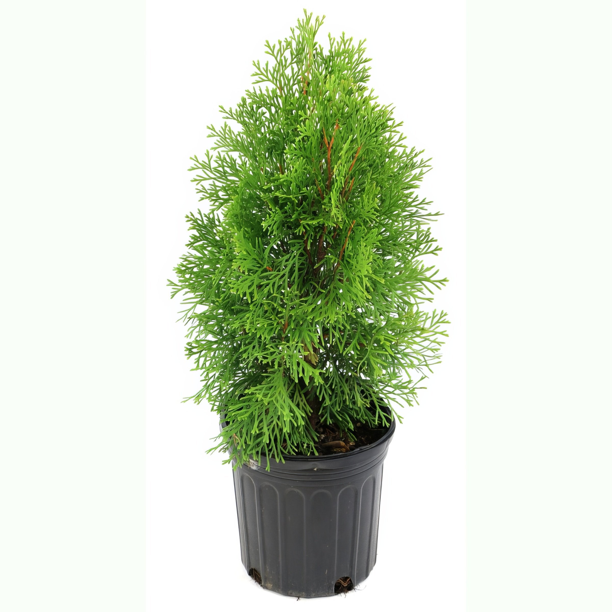 Green Giant Arborvitae - 1 Gallon Pot - Plant with Purpose® Collection (PICK UP ONLY)