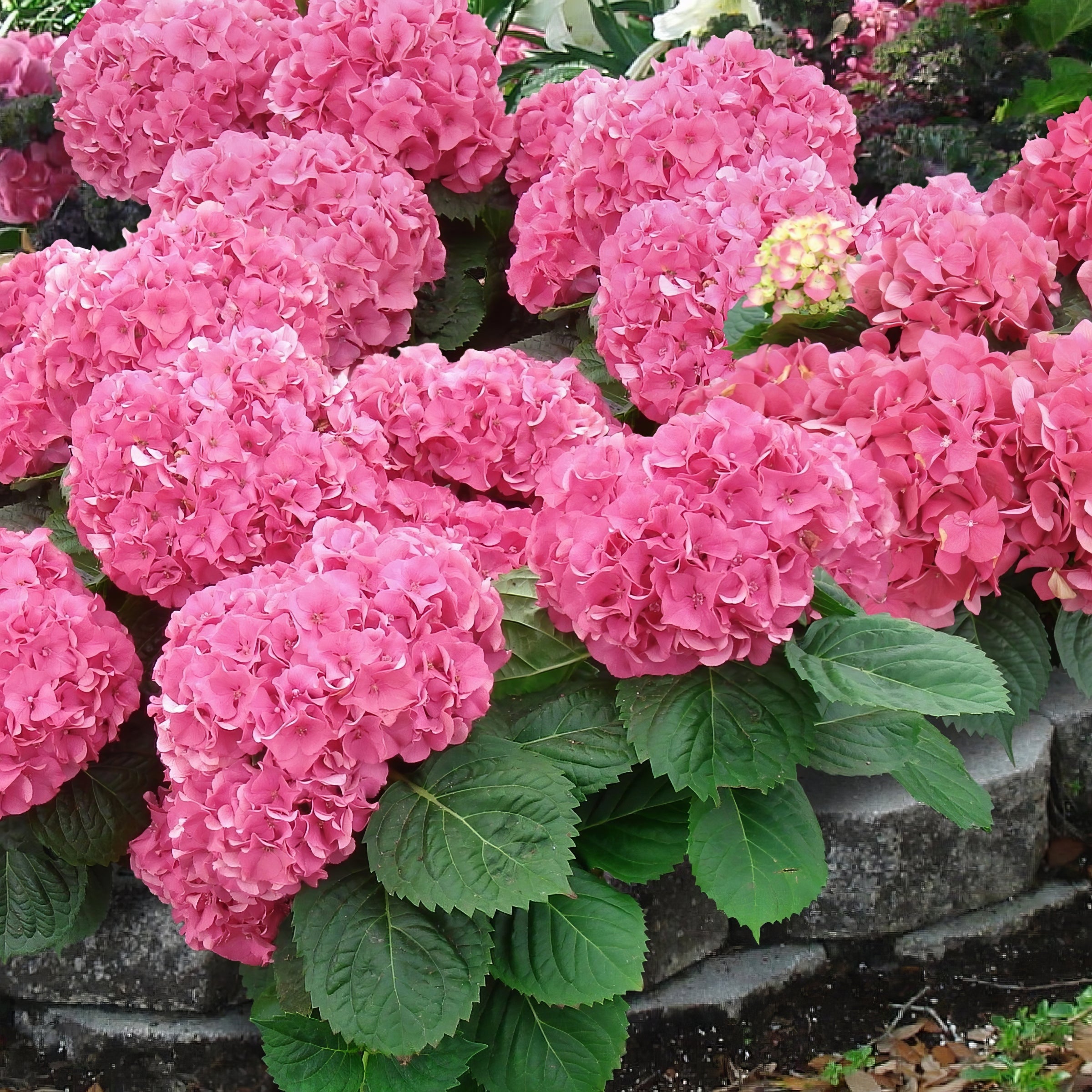 Penny Mac Hydrangea - 4" Pot, SPRING PREORDER