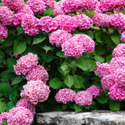 Penny Mac Hydrangea - 4" Pot, SPRING PREORDER