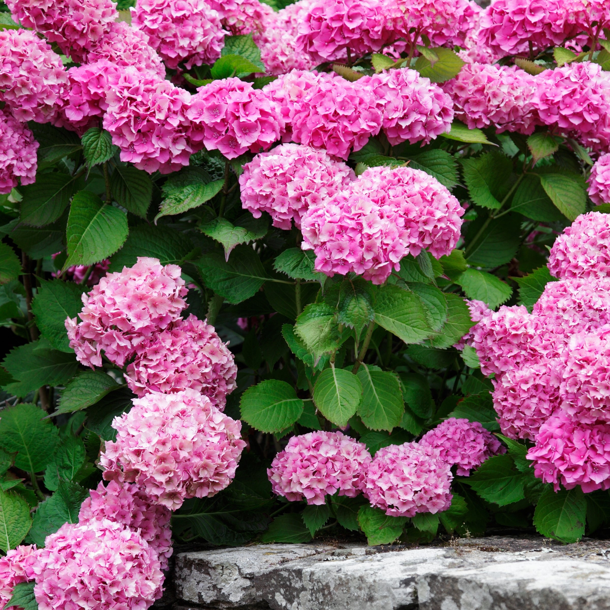 Penny Mac Hydrangea - 4" Pot, SPRING PREORDER