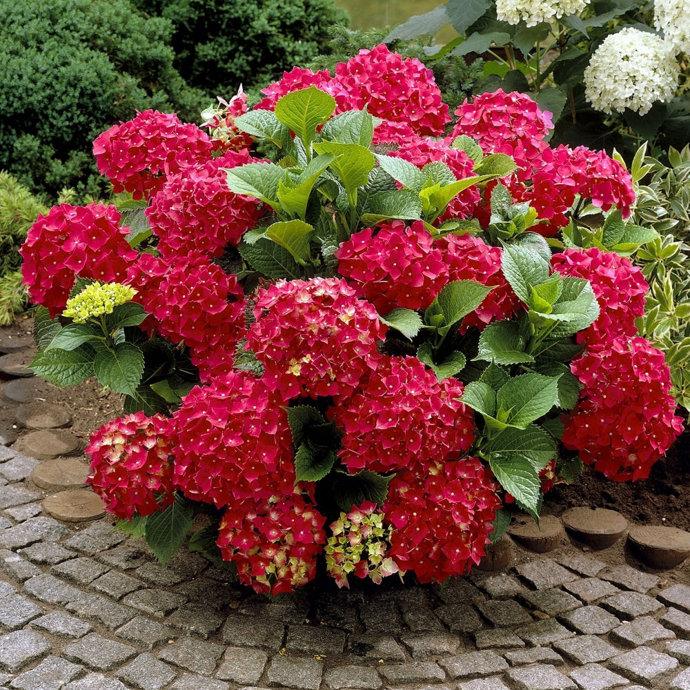Red Beauty Hydrangea - Trade Gallon Pot