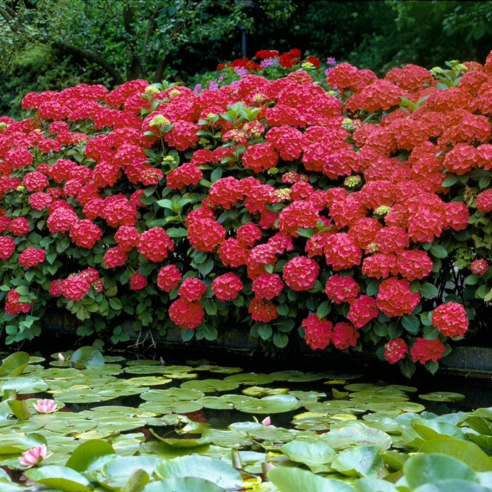 Red Beauty Hydrangea - Trade Gallon Pot