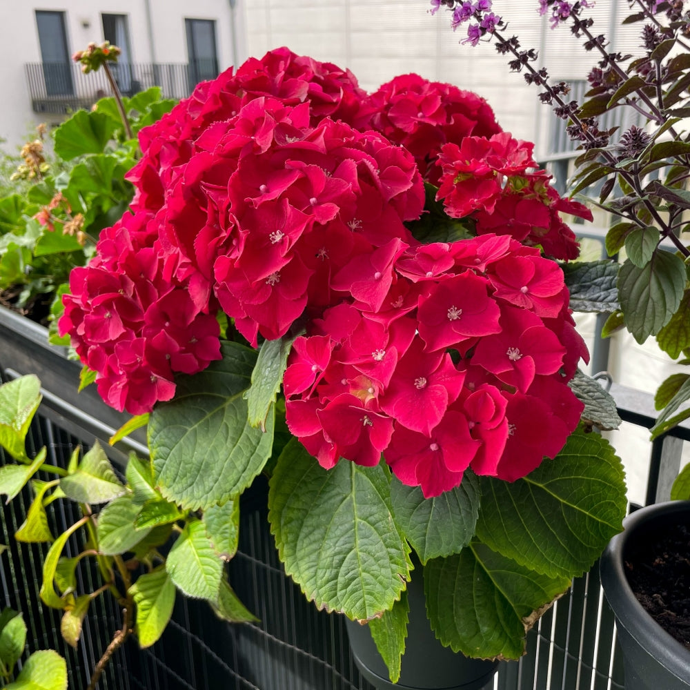 Red Beauty Hydrangea - Trade Gallon Pot