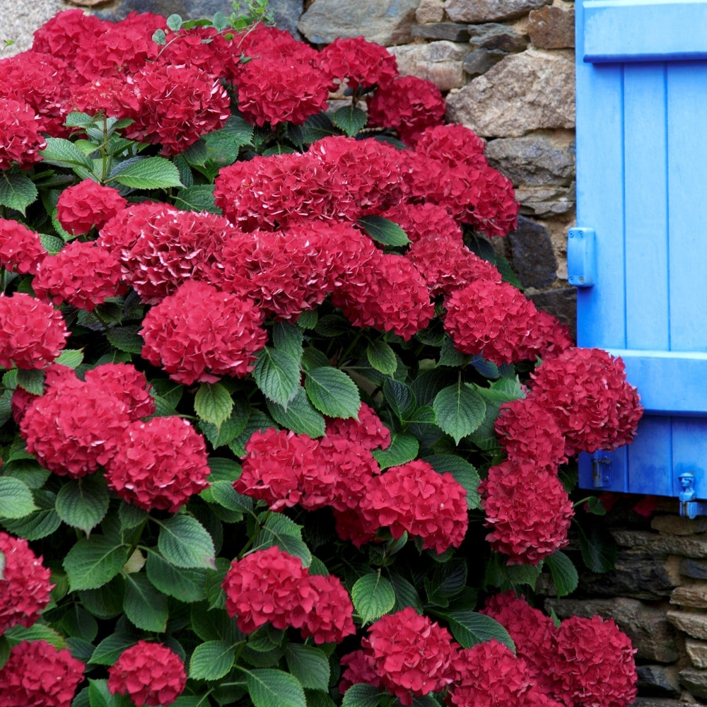 Red Beauty Hydrangea - Trade Gallon Pot