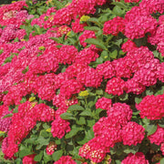 Red Beauty Hydrangea - 1G Pot