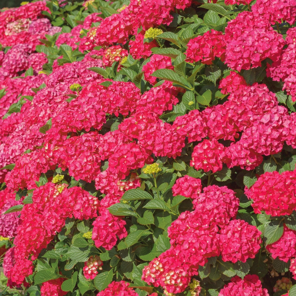 Red Beauty Hydrangea - Trade Gallon Pot