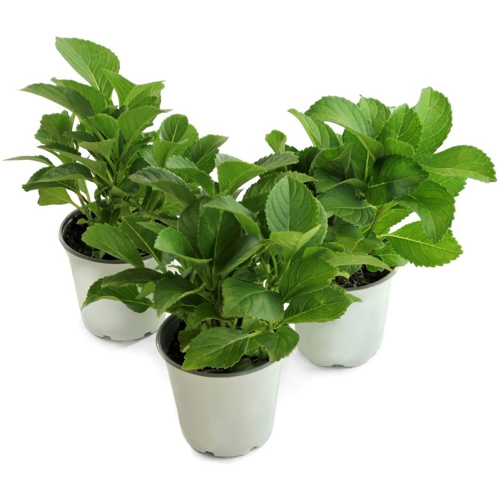 Red Beauty Hydrangea - 1G Pot