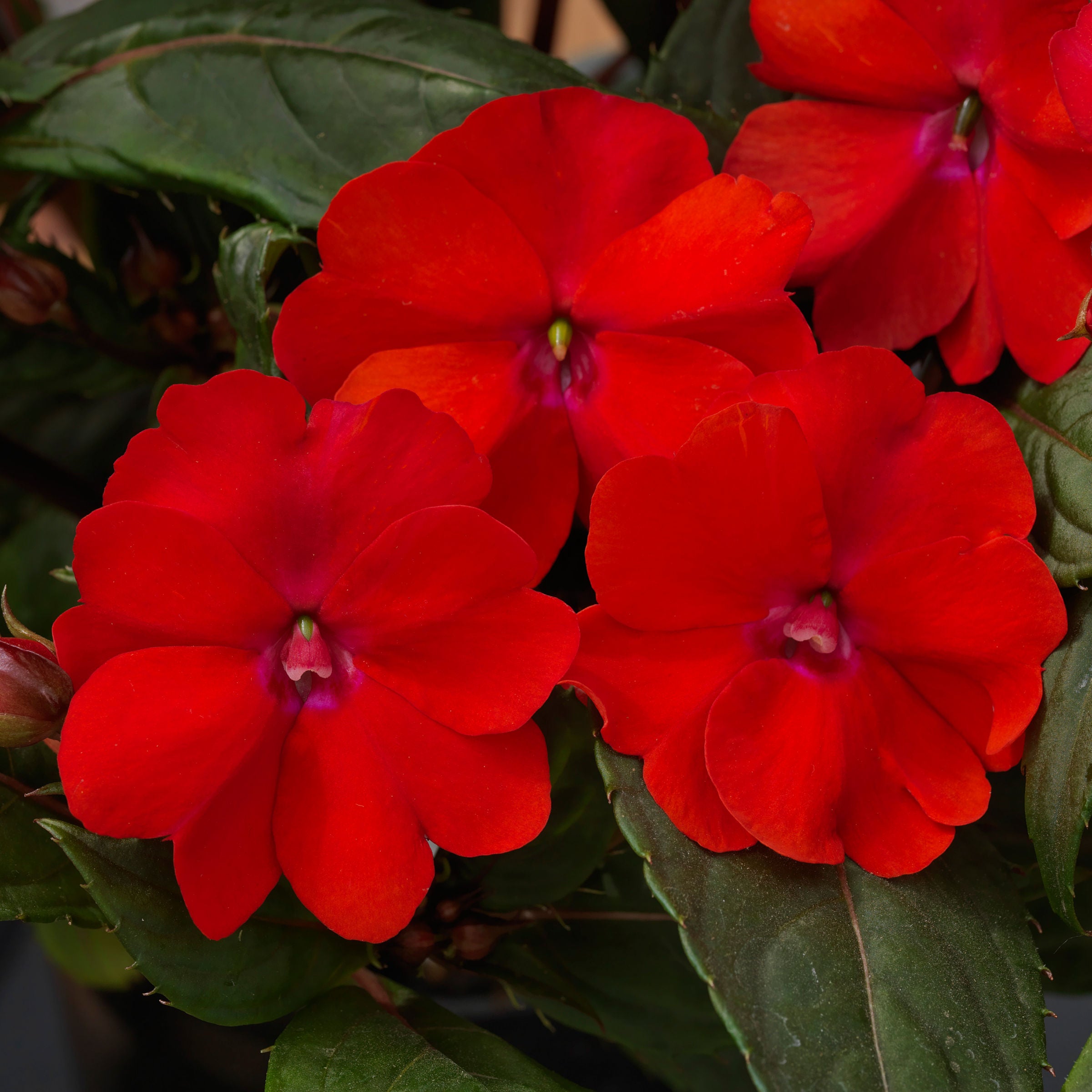Impatiens, SunPatiens® 3-N-1 Summer Salsa Mix - 4" Pot