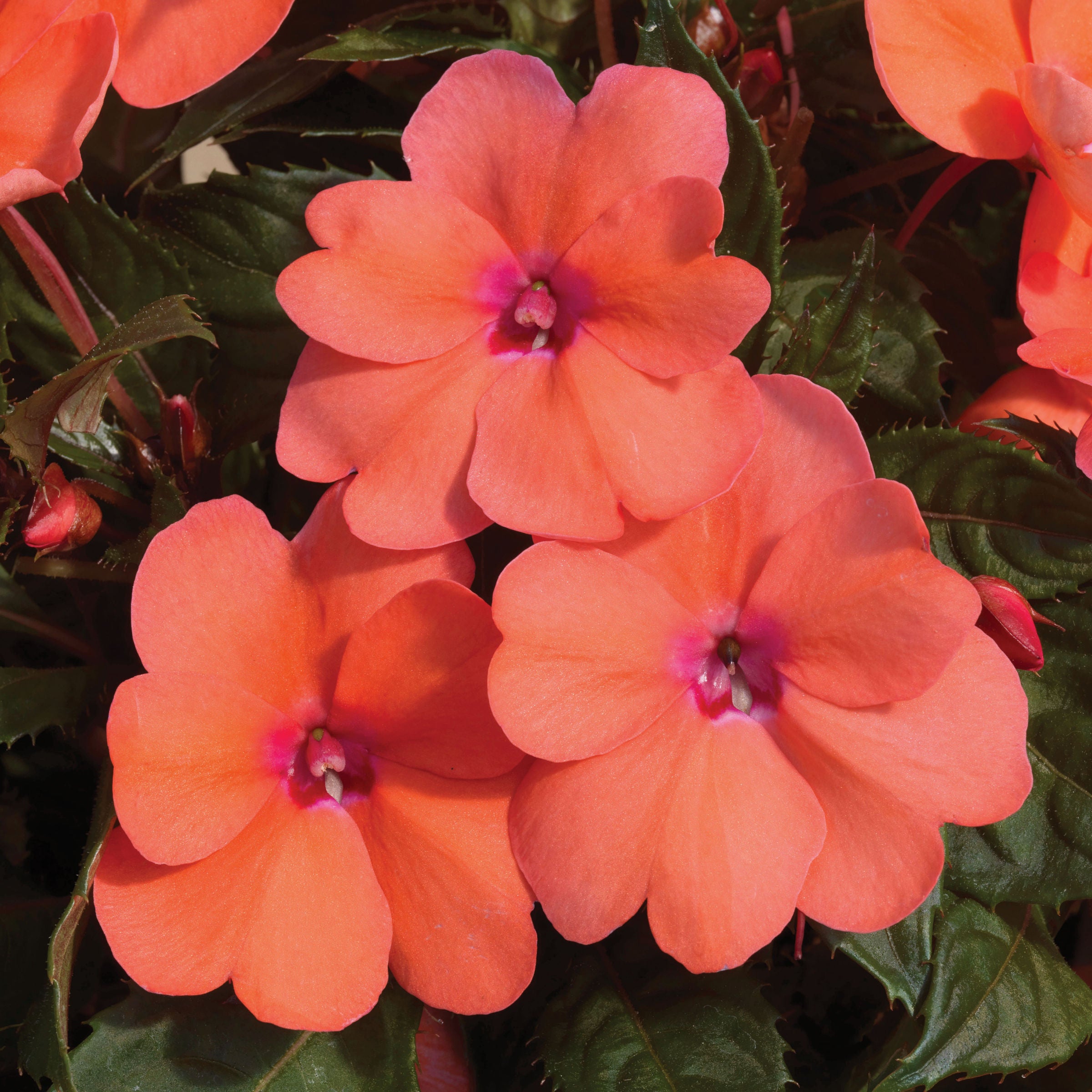 Impatiens, SunPatiens® 3-N-1 Summer Salsa Mix - 4" Pot