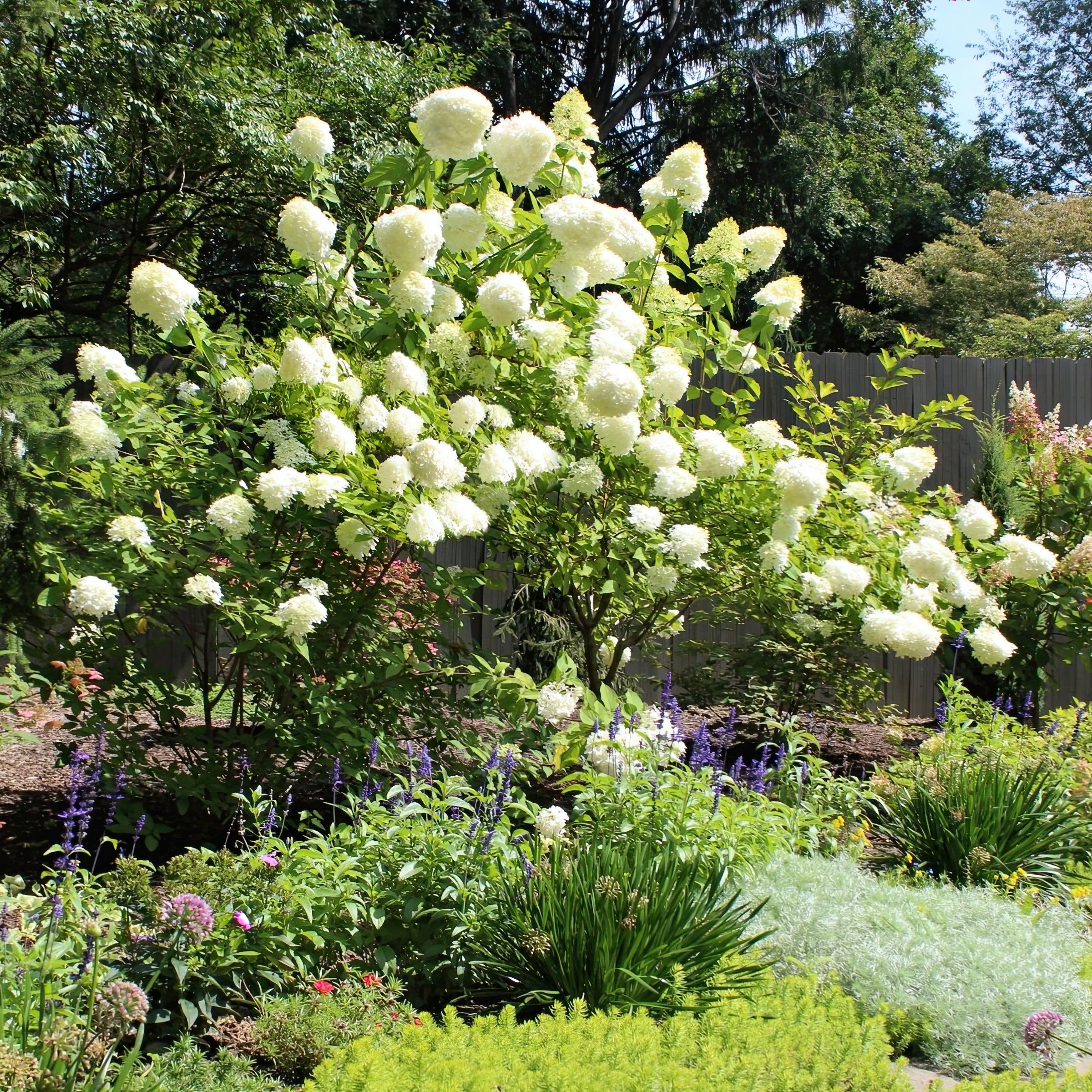 Hydrangea paniculata 'Phantom' Tree - 2 Gallon Pot