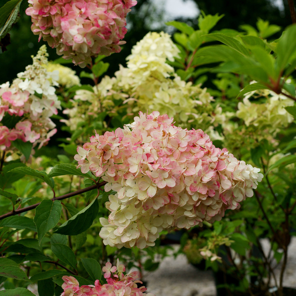 Hydrangea 'Phantom' SHRUB - 3 Gallon Pot