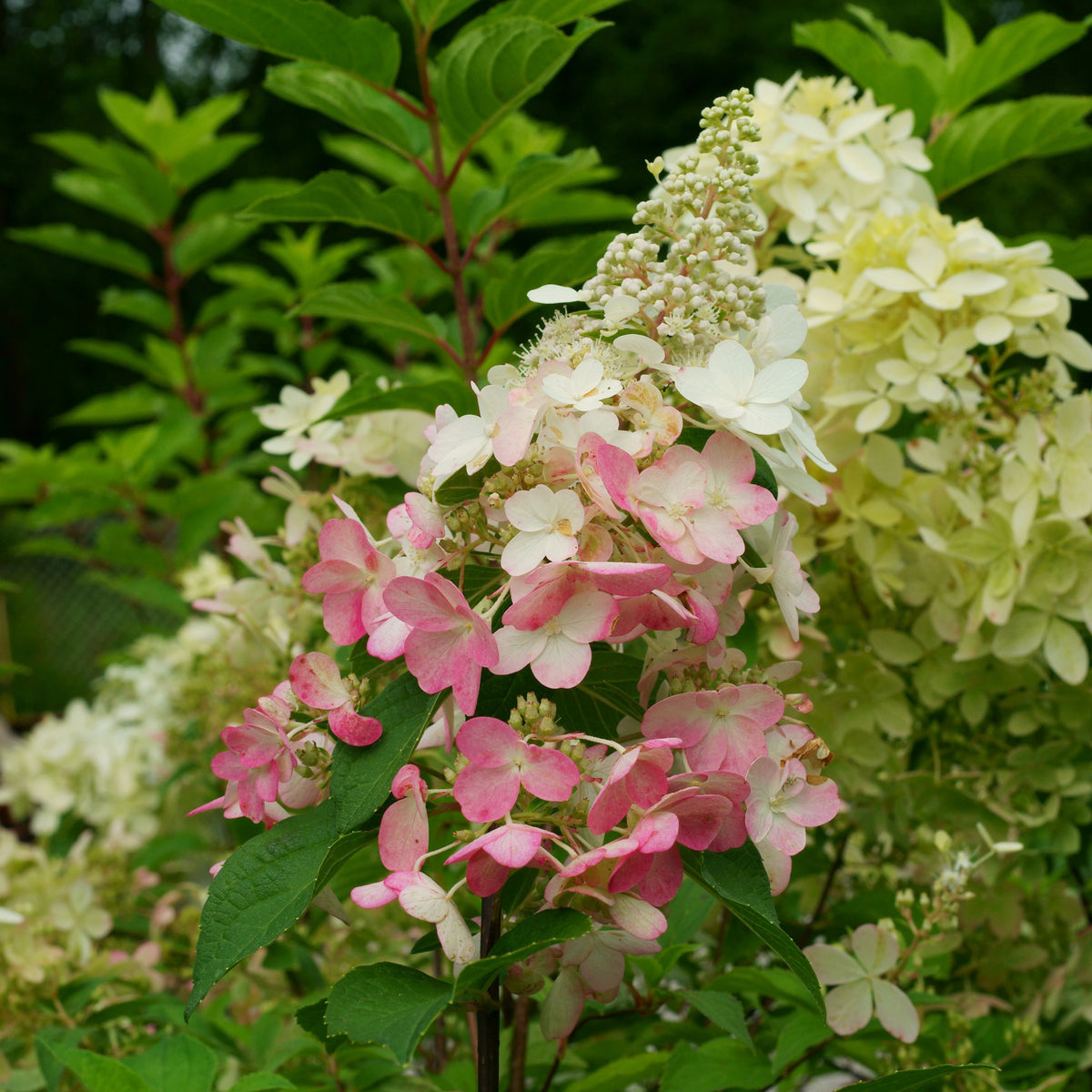 Hydrangea 'Phantom' SHRUB - 3 Gallon Pot