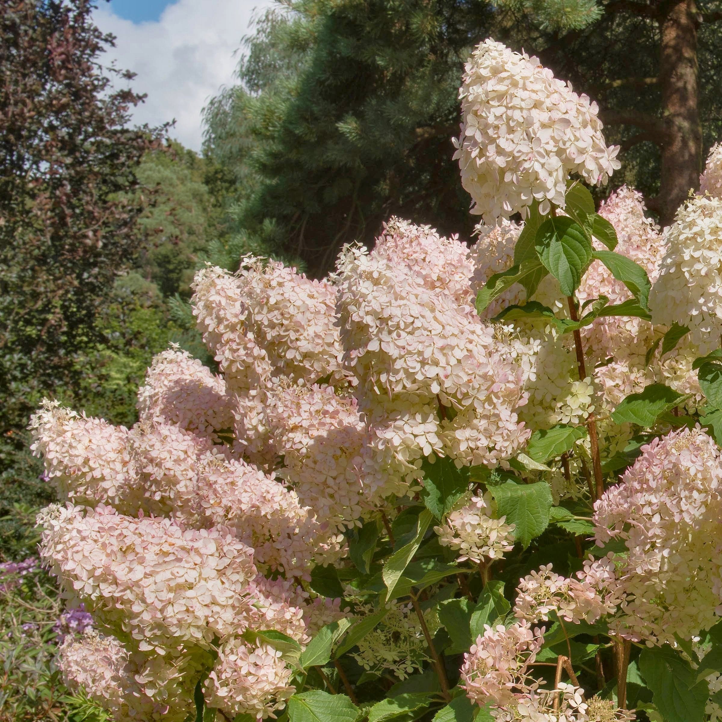 Hydrangea paniculata 'Phantom' Tree - 2 Gallon Pot