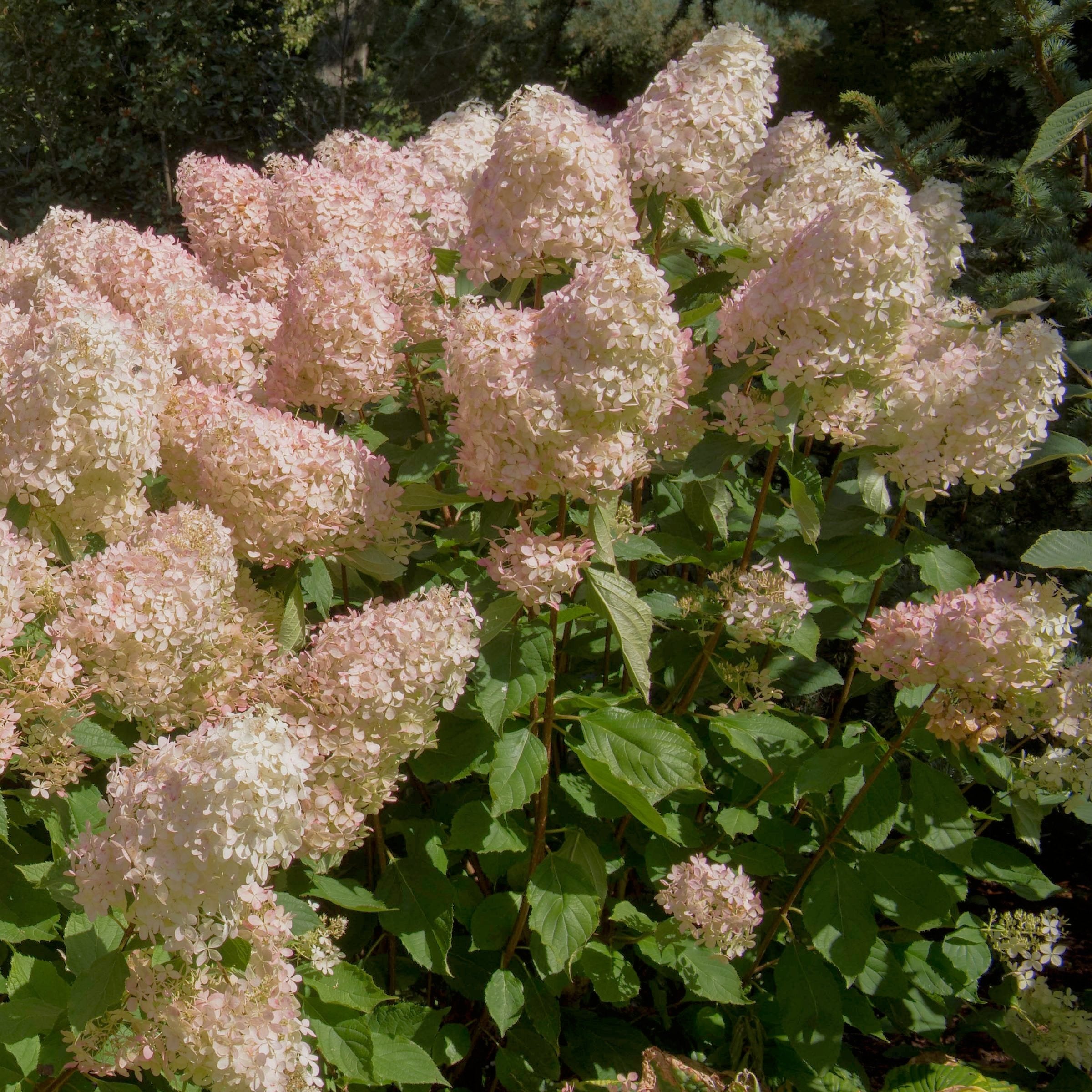 Hydrangea paniculata 'Phantom' Tree - 2 Gallon Pot