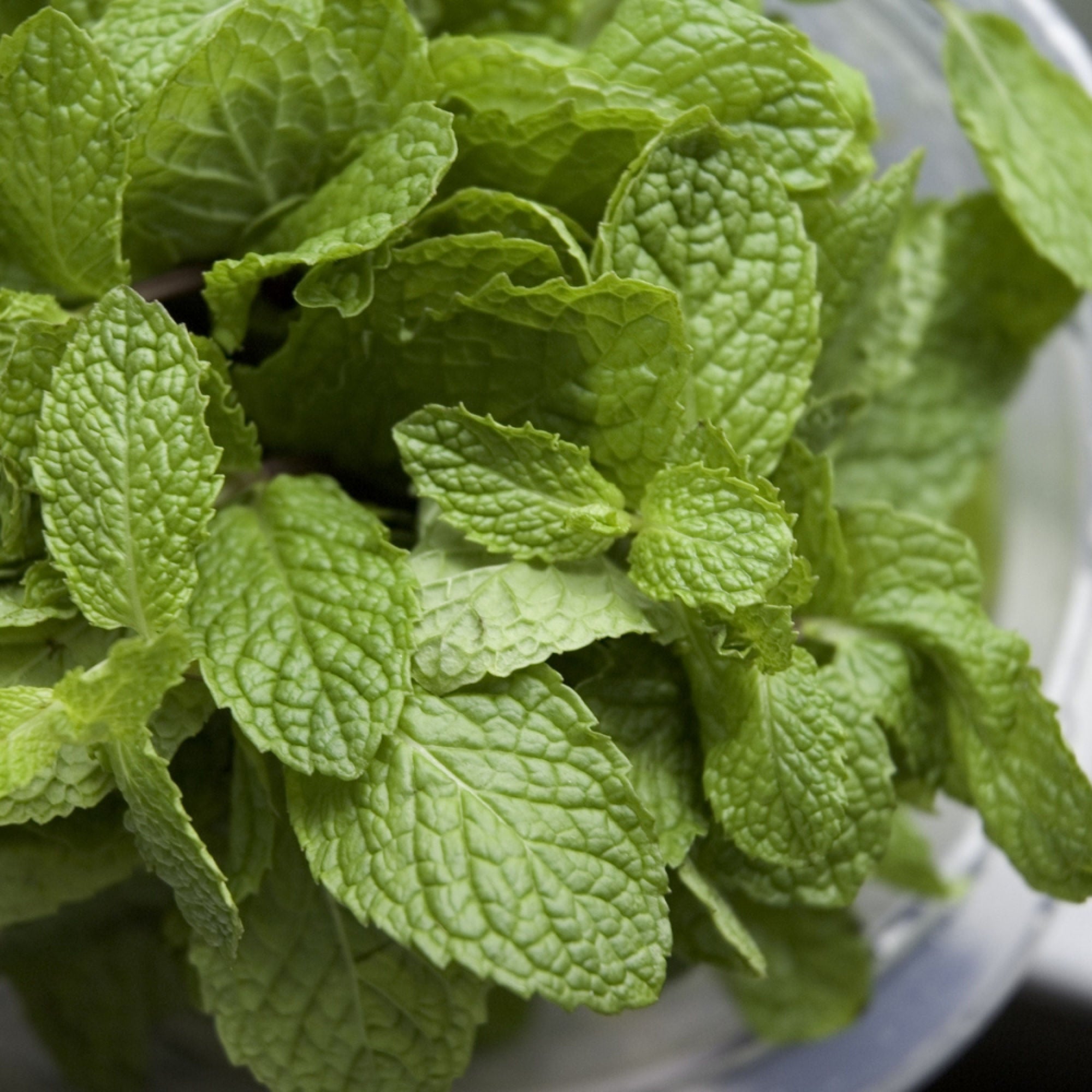 Mentha Chocolate Mint - 10" Hanging Basket