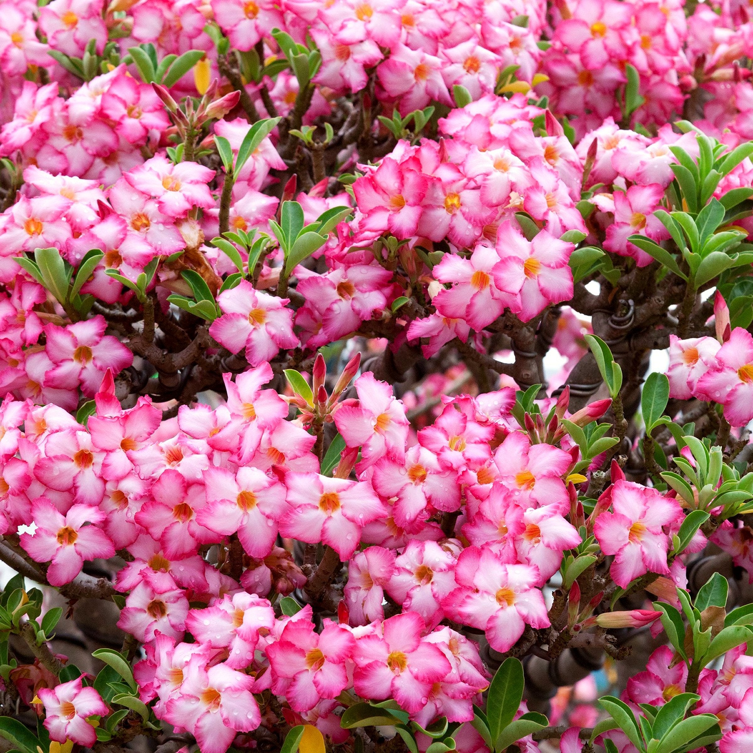 Pink Desert Rose - 3.25" Pot