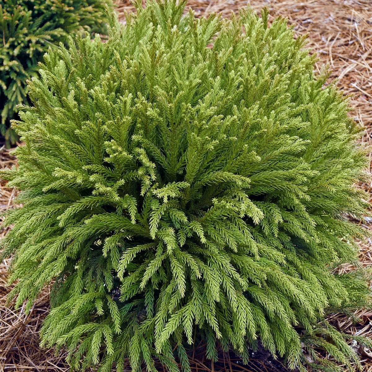 Cryptomeria 'Globosa Nana' Dwarf Japanese Cedar - 3 Gallon Pot