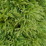 Cryptomeria 'Globosa Nana' Dwarf Japanese Cedar - 3 Gallon Pot