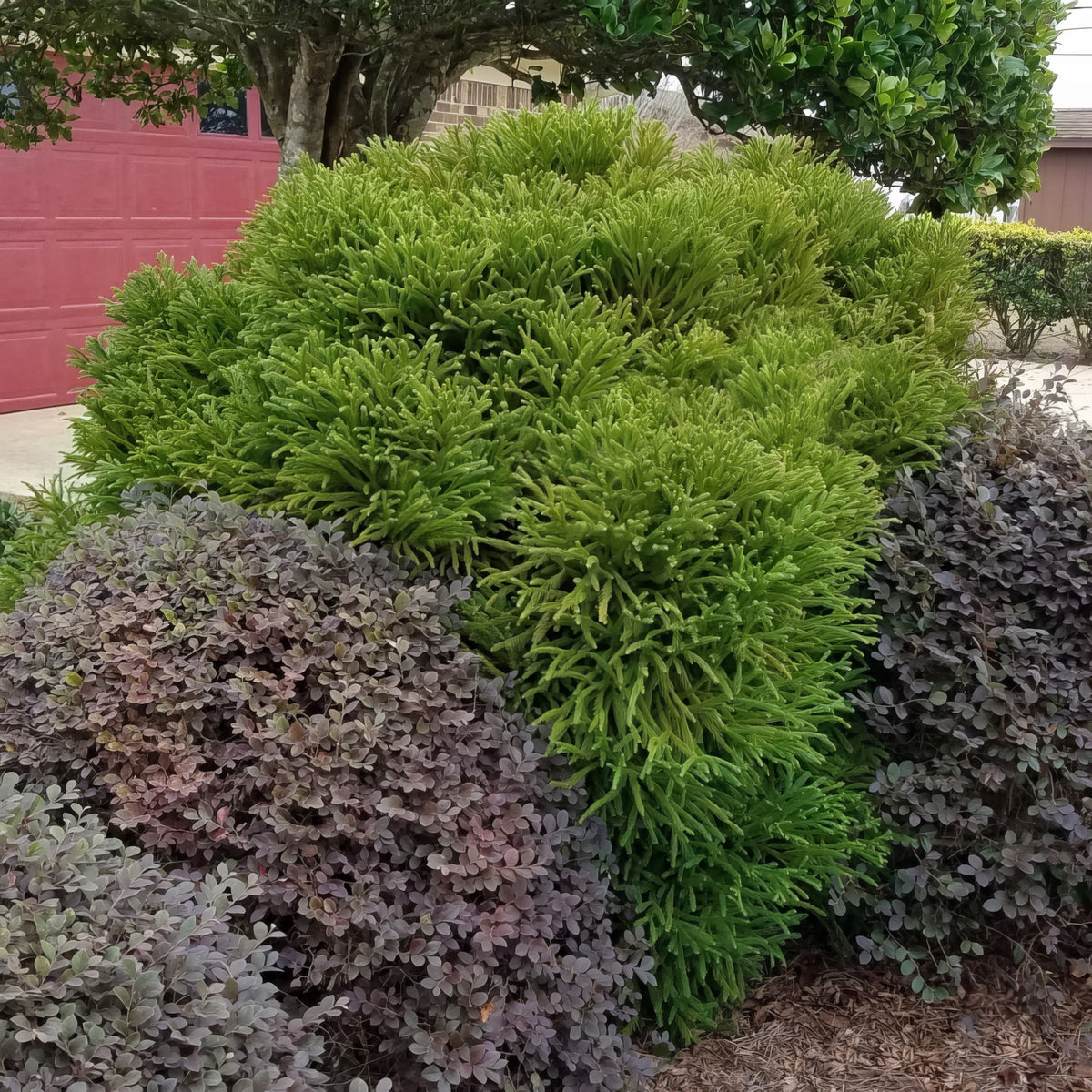 Cryptomeria 'Globosa Nana' Dwarf Japanese Cedar - 3 Gallon Pot