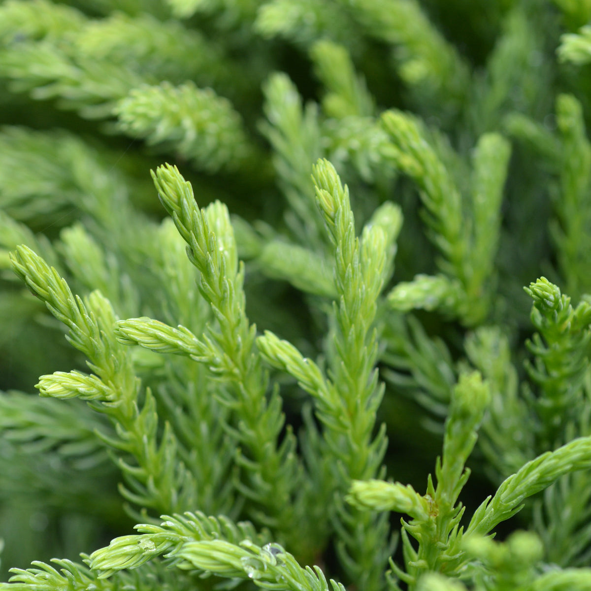Cryptomeria 'Globosa Nana' Dwarf Japanese Cedar - 3 Gallon Pot