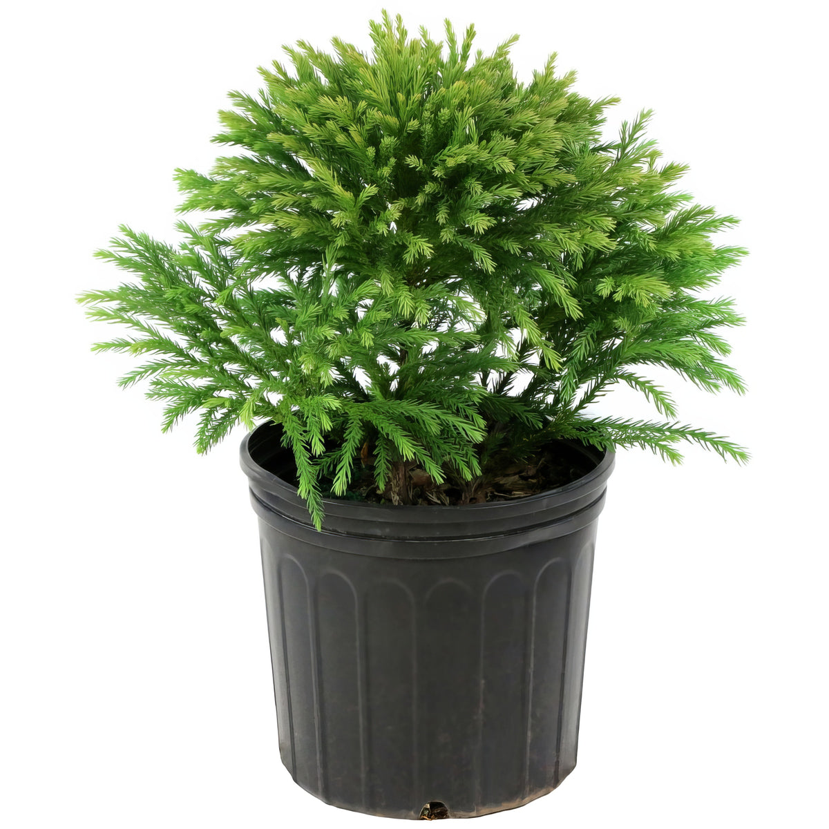Cryptomeria 'Globosa Nana' Dwarf Japanese Cedar - 3 Gallon Pot