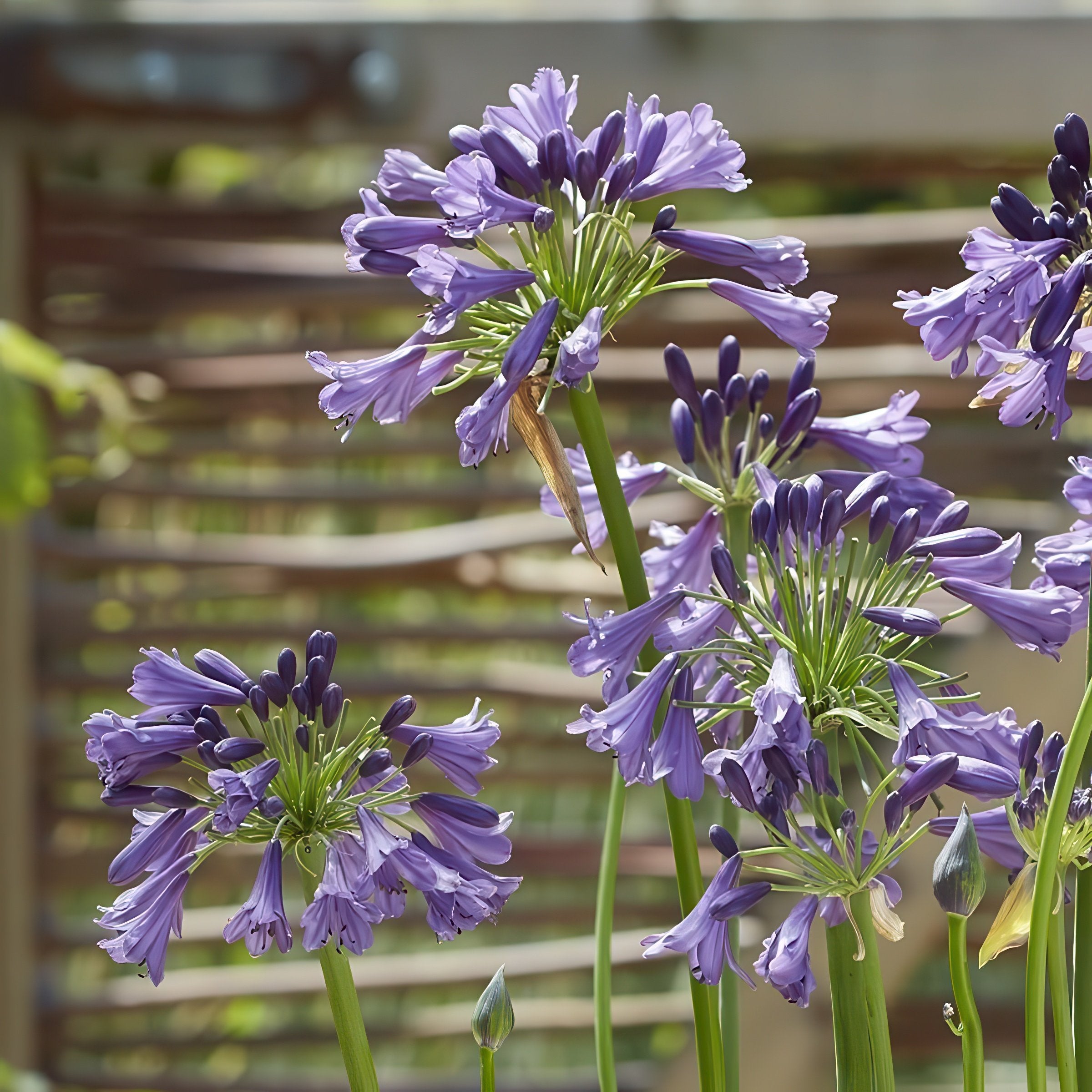 Agapanthus hybrida - 1 Gallon Pot