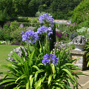 Agapanthus hybrida - 1 Gallon Pot