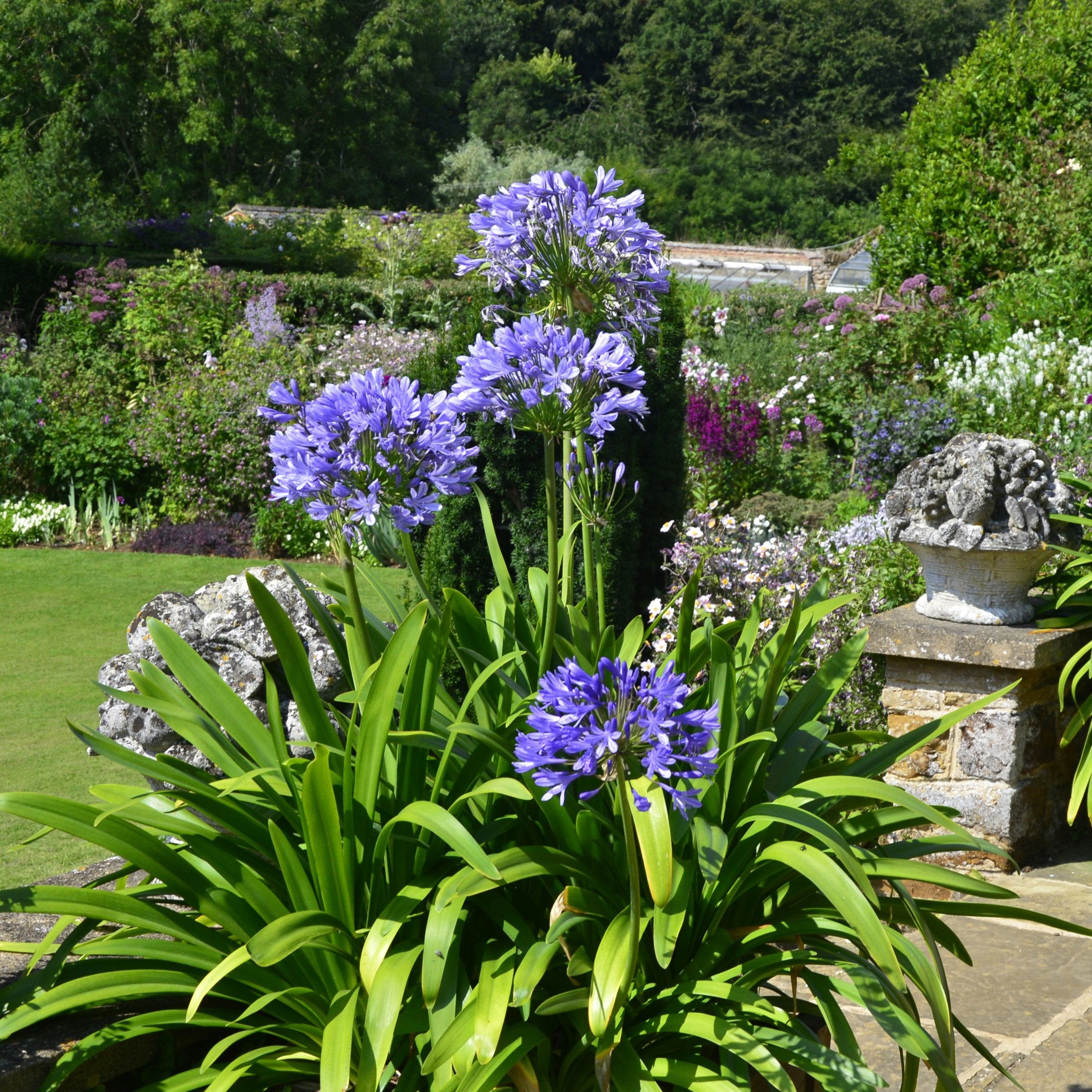 Agapanthus hybrida - 1 Gallon Pot