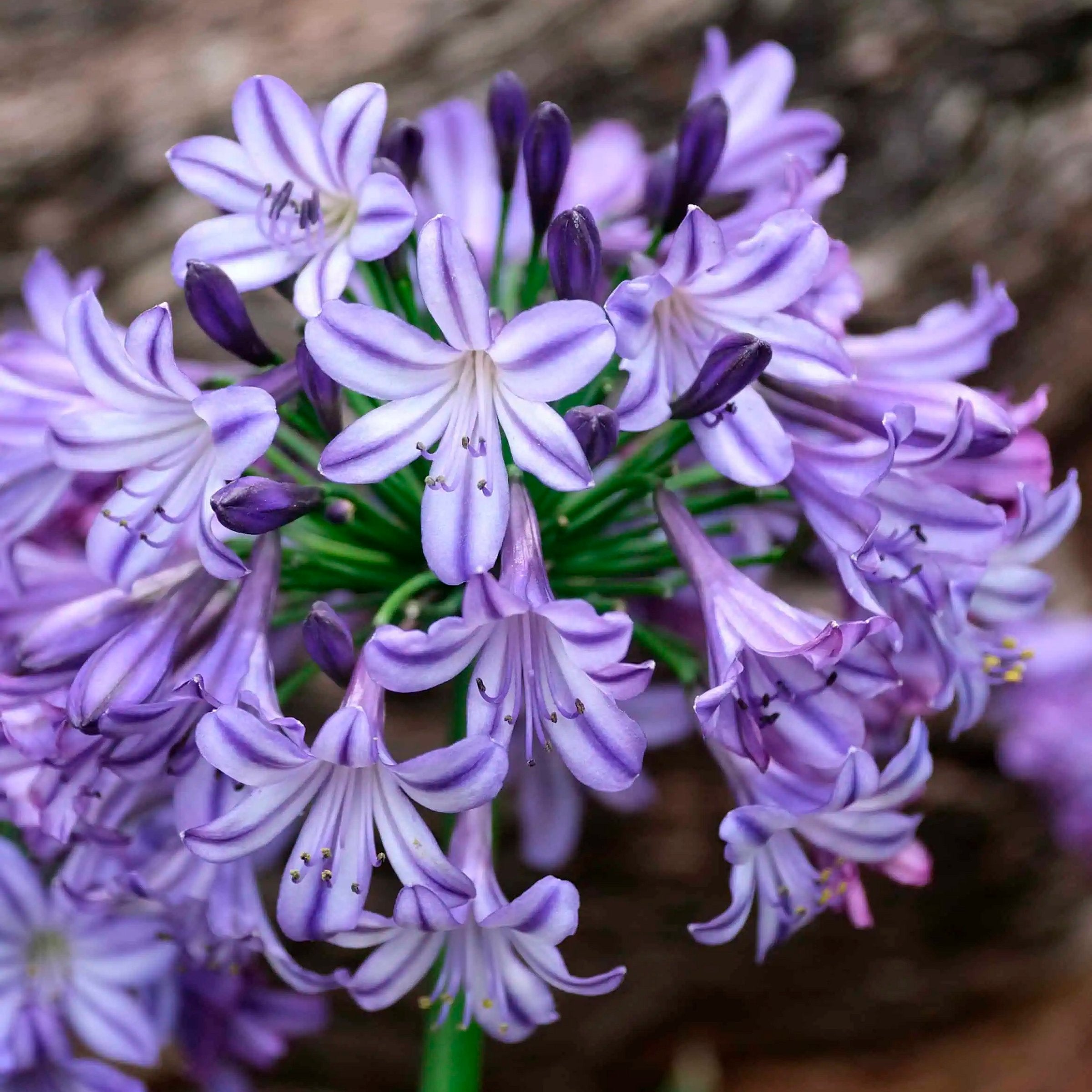 Agapanthus hybrida - 1 Gallon Pot
