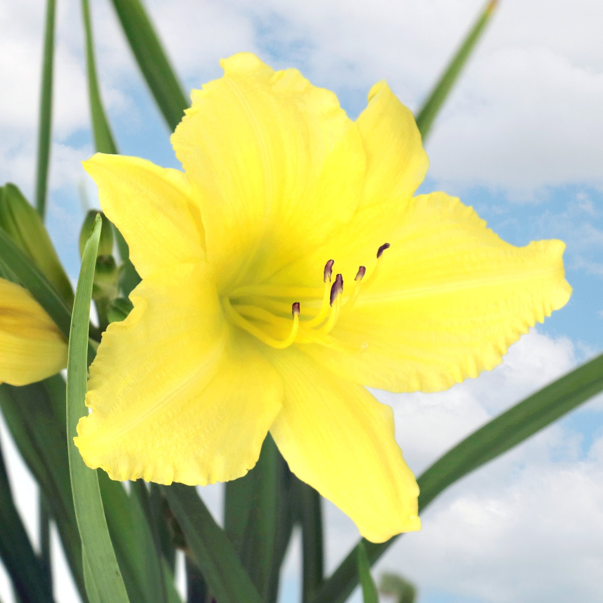 4 Piece Hemerocallis, 'Big Time Happy' Daylily - Bare Root