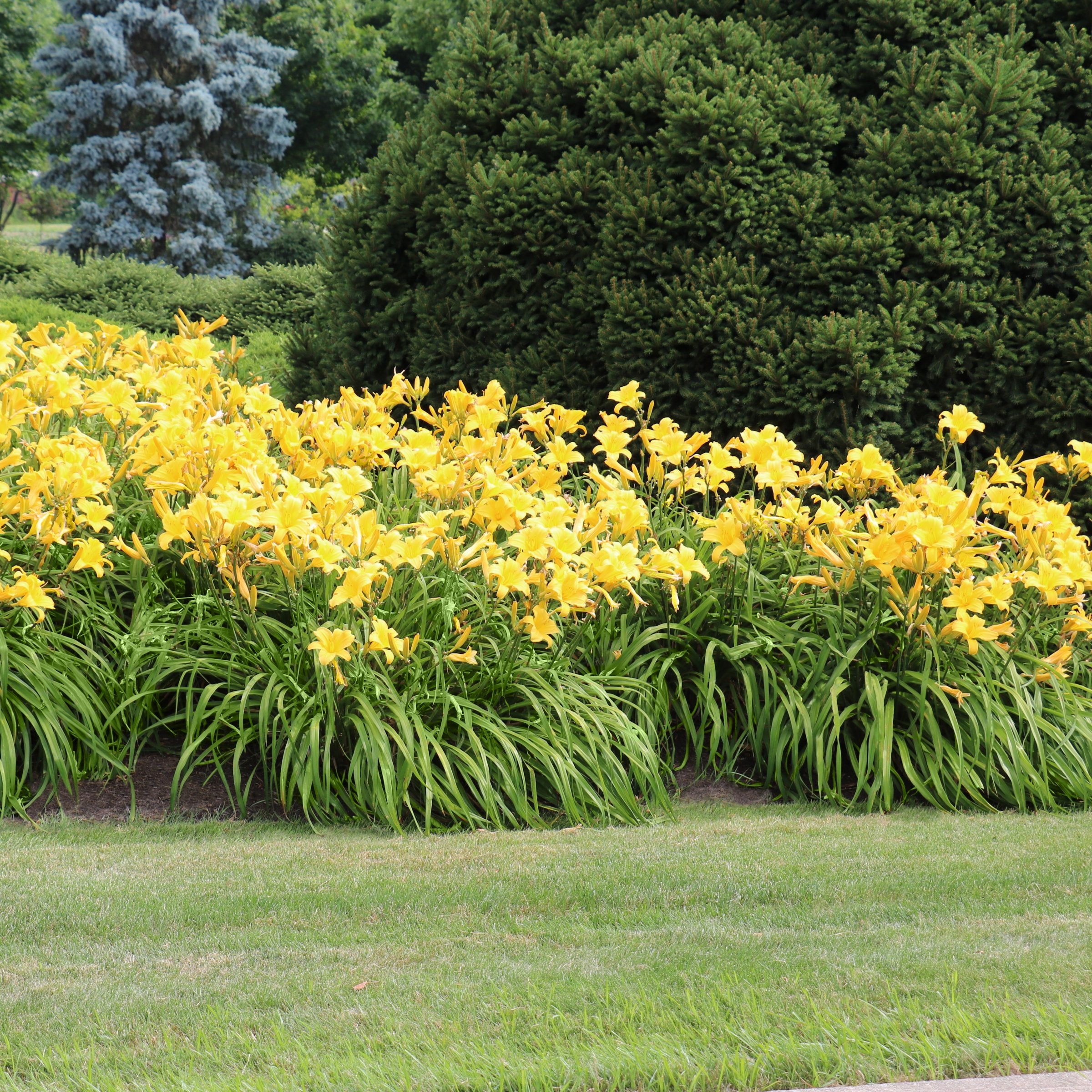 4 Piece Hemerocallis, 'Big Time Happy' Daylily - Bare Root (PICK UP SALE)