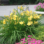 4 Piece Hemerocallis, 'Big Time Happy' Daylily - Bare Root (PICK UP SALE)