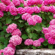Merritt's Supreme Hydrangea - 1 Gallon Pot, THE BIG PLANT SALE
