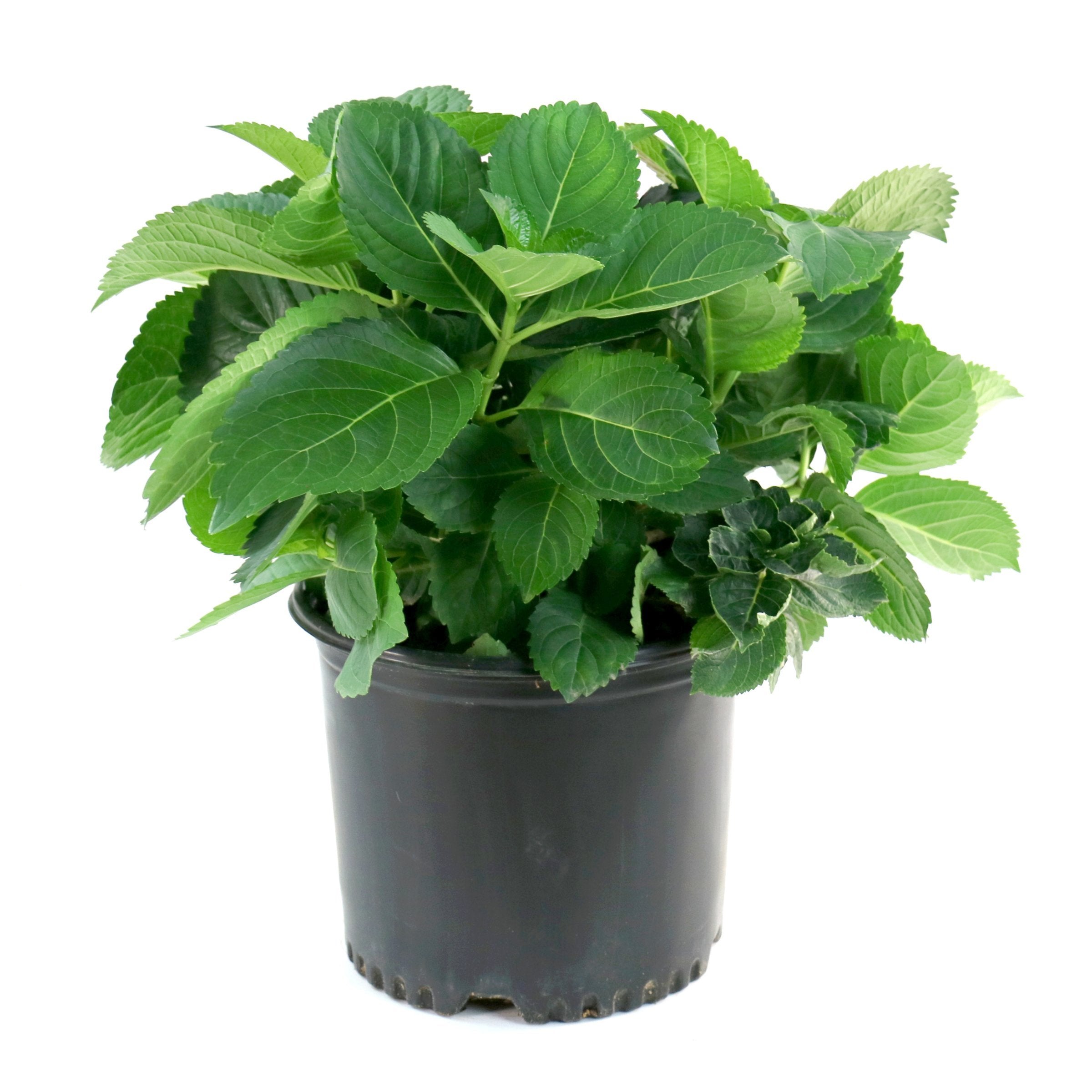 Hydrangea Snow Storm - 3 Gallon Pot (PICK UP ONLY)