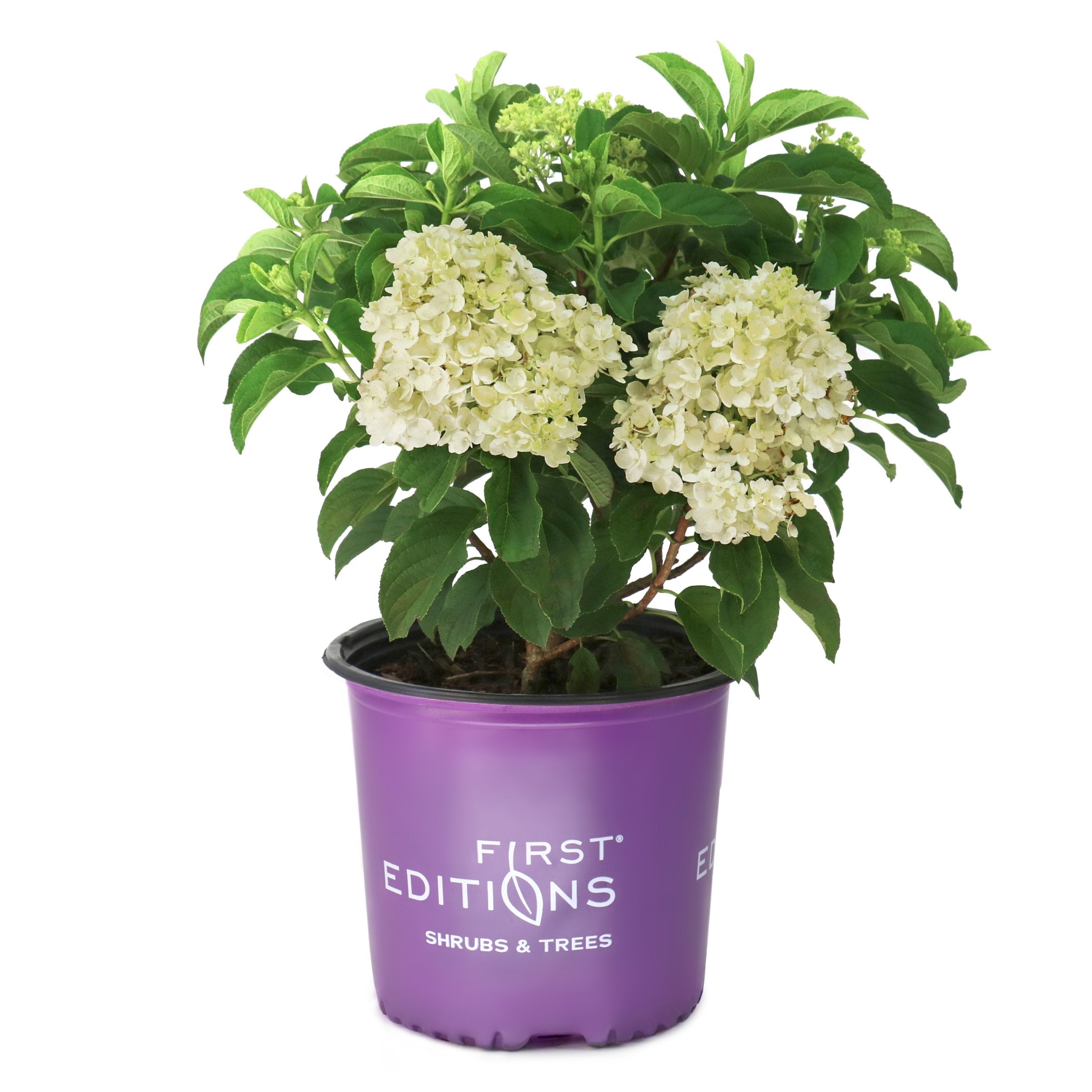 Hydrangea 'First Editions® Little Hottie® - 2G Pot